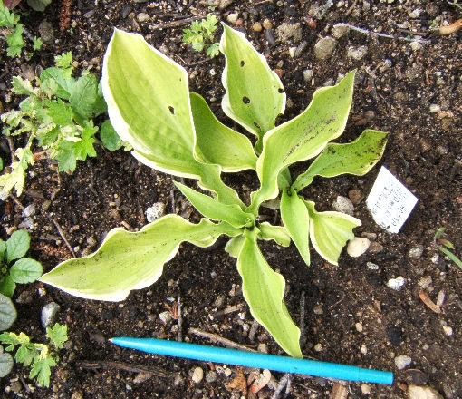 Hosta HAmericanDream