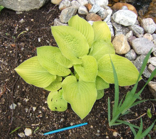 Hosta HAugustMoon