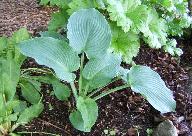 Hosta HBlueAngel