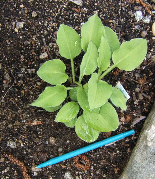 Hosta HFloraDora