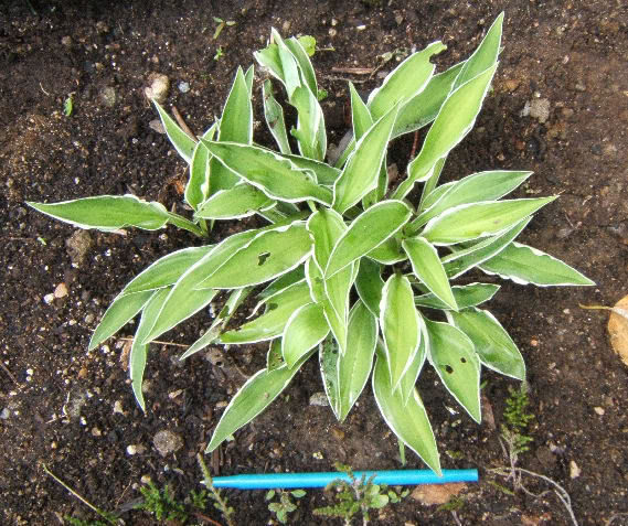 Hosta HGinkoCraig