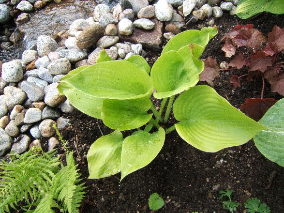 Hosta HGoldEdger