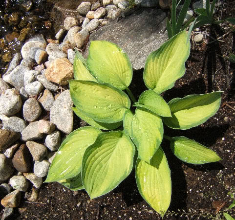 Hosta HGoldenStandard