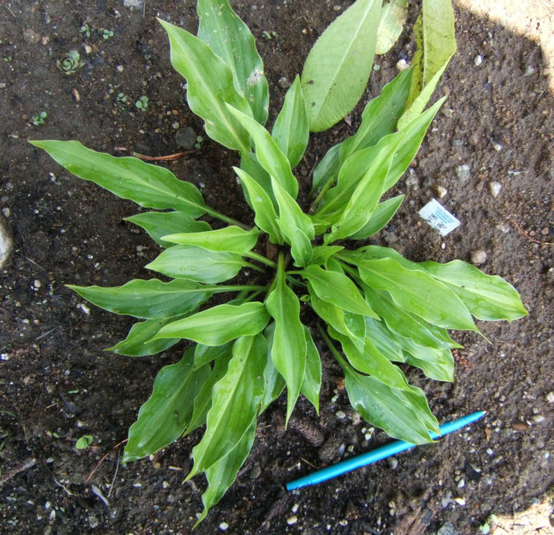 Hosta HHiarotetra2