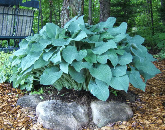 Hosta HKrossaRegal3