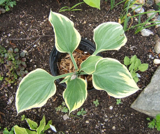 Hosta HLiberty