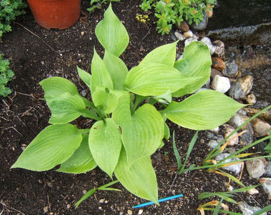 Hosta HRoyalStandard