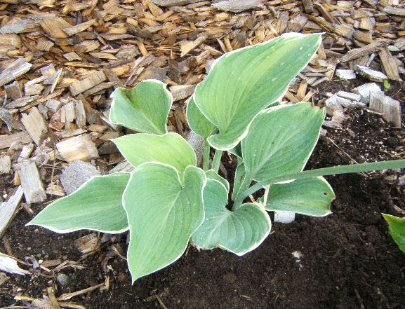 Hosta HSagae2