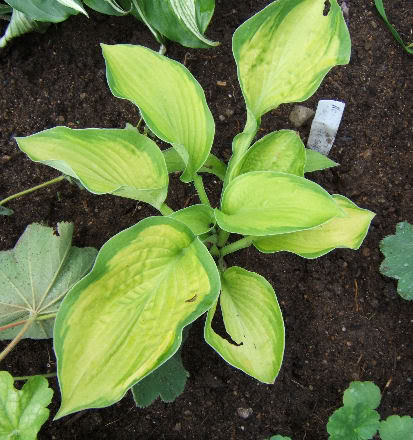 Hosta HSeptemberSun-1