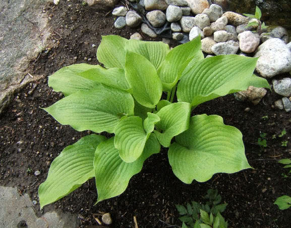 Hosta HSumandSubstance