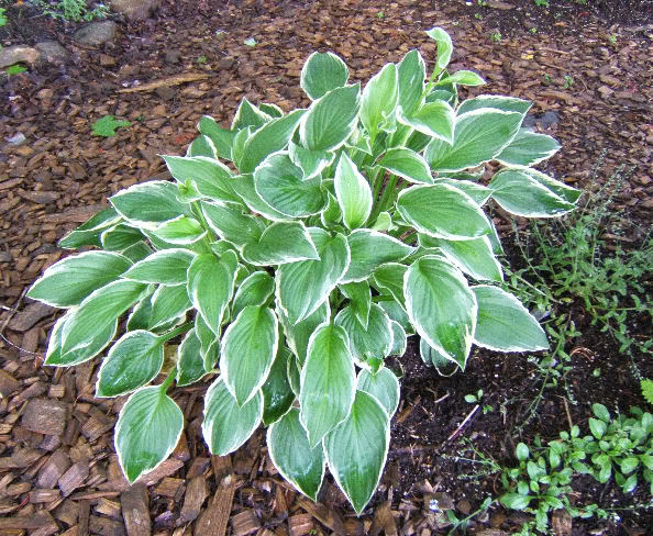 Hosta HUndulataalbovariegata