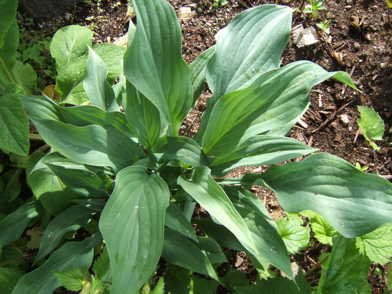 Hosta Hbleu01