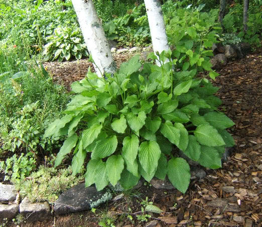 Hosta Hvert