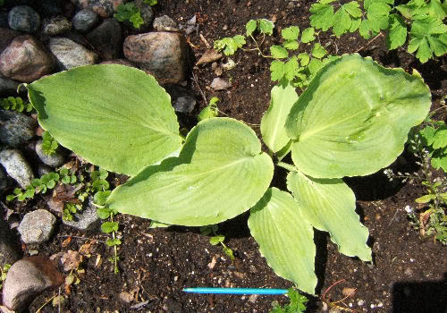 Hosta Maekawa