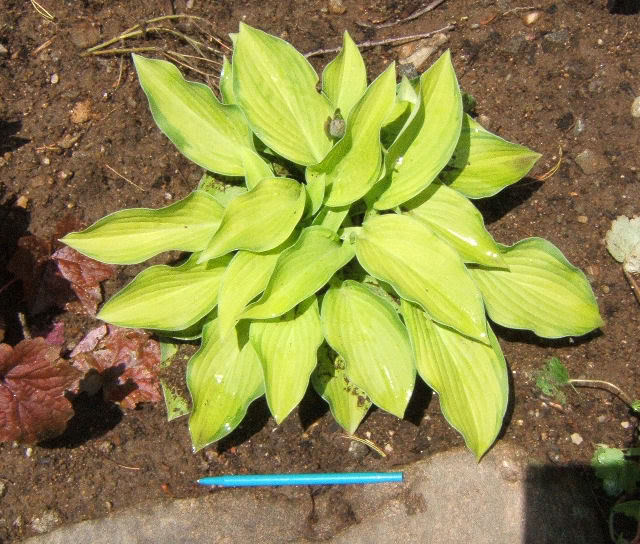 Hosta Septembersun