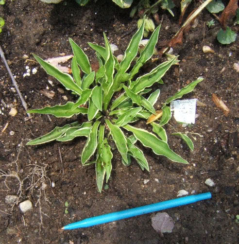 Hosta Stiletto