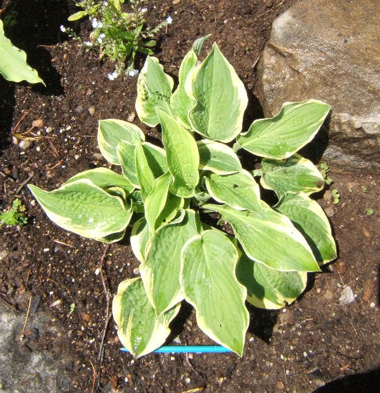 Hosta Widebrim