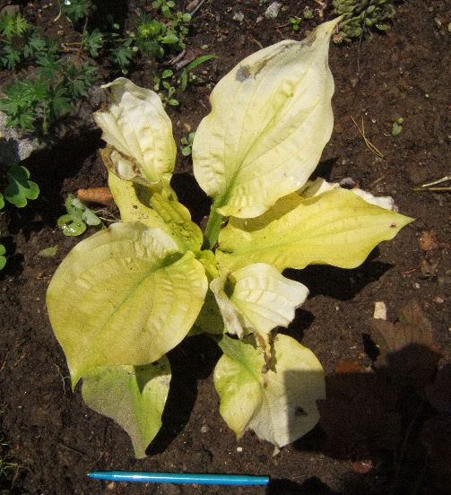 Hosta WiskeySour