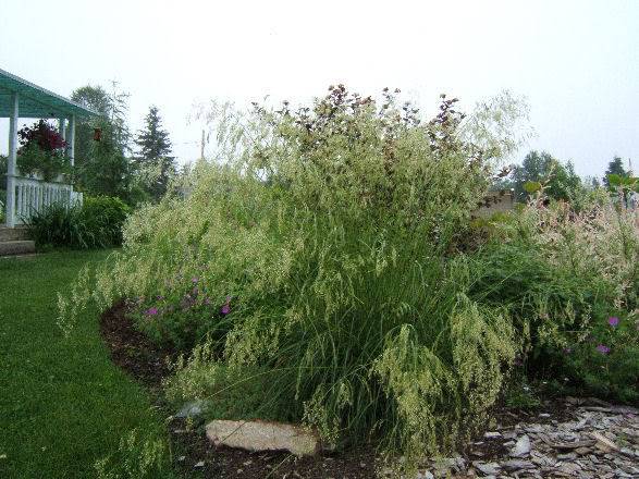 Deschampsia caespitosa (canche gazonnante) 2806002