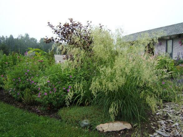 Deschampsia caespitosa (canche gazonnante) 2806004