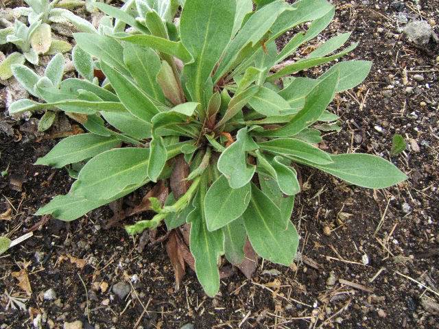limonium latifolium Limoniumtataricum