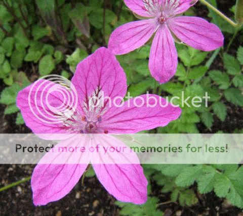 Erodium de Manescau (erodium Manescavii) Juillet357