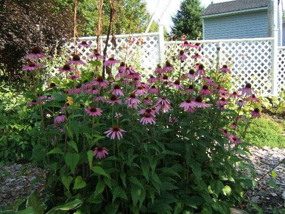 Échinacée (echinacea) - Page 2 3008049