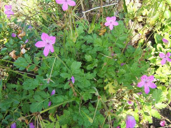 Erodium de Manescau (erodium Manescavii) 3008066