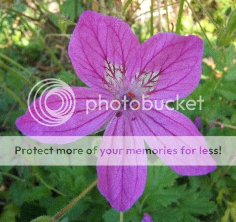 Erodium de Manescau (erodium Manescavii) 3008067