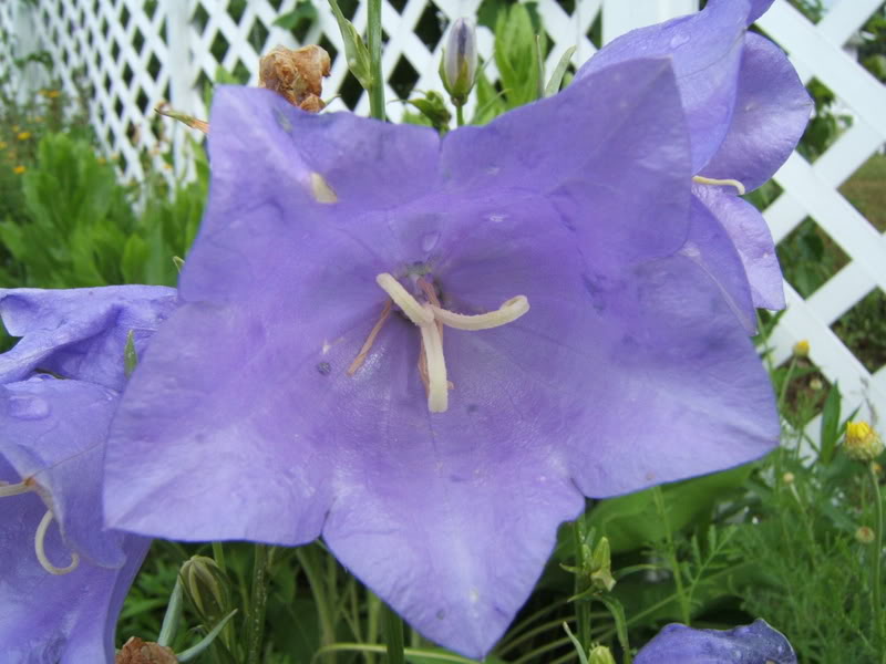 campanule Campersicifoliadtail