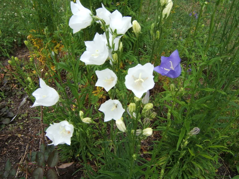 campanule Camppersicifoliablanc