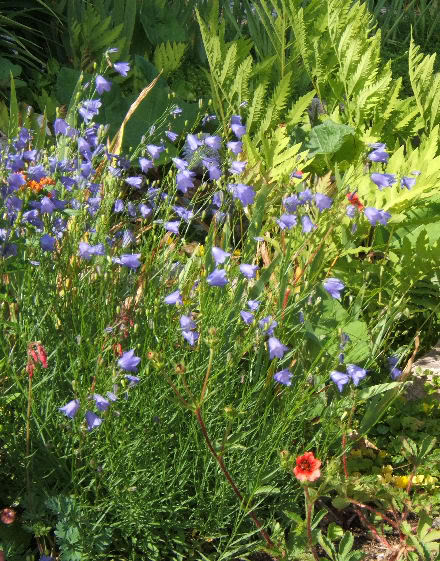 campanule Camapnulerotondifolia