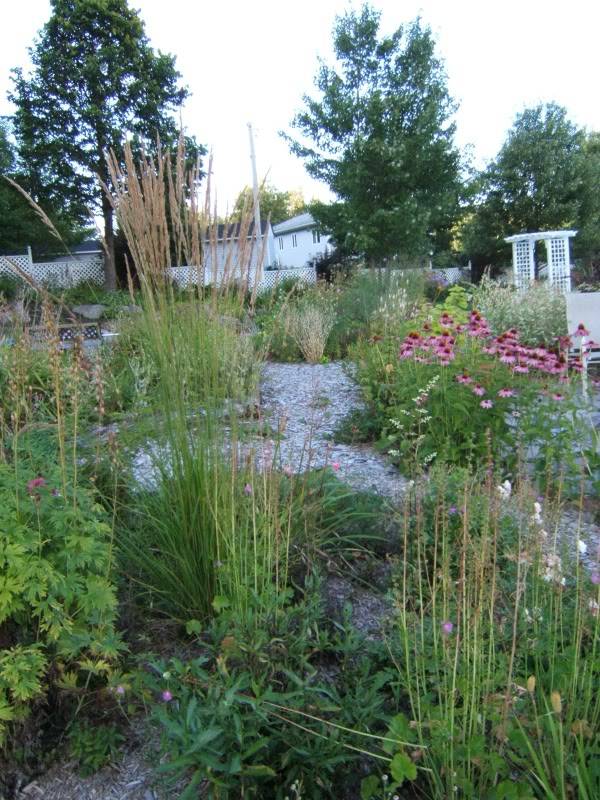 Calamagrostis x acutiflora "Karl Foerster" 270809calkarl2