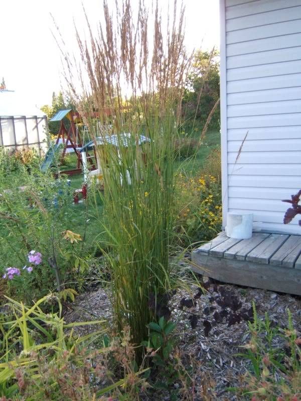 Calamagrostis x acutiflora "Karl Foerster" 270809calkarl3