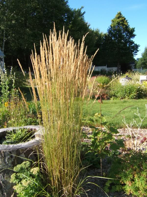 Calamagrostis acutiflora "overdam" - Page 2 270809caloverdam