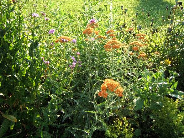 Achillea millefolium 0907059