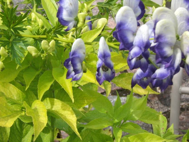 Aconitum X cammarum (Aconit hybride) 0708034