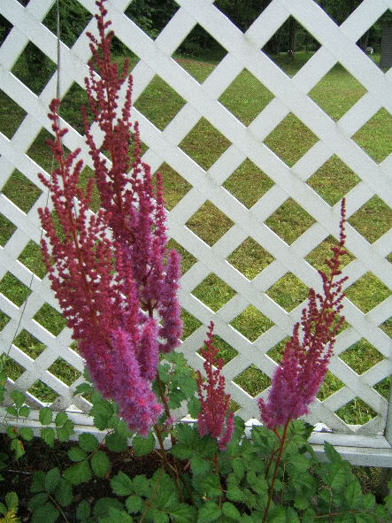 Astilbe chinensis (Astilbe de Chine) 0508superba