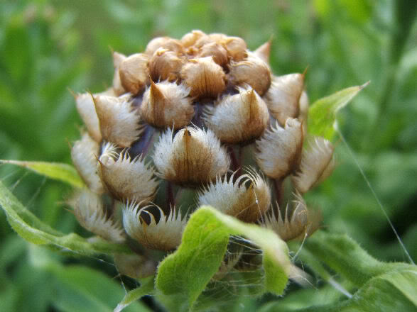 Centaurea macrocephale(Centaurées à grosses têtes) 180707031