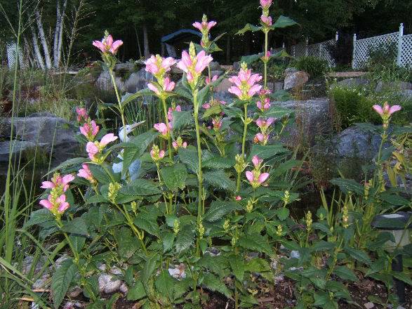 Chelone glabra - Galane 310807018