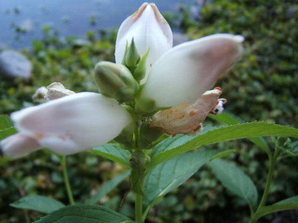 Chelone glabra - Galane Dtailcheloneblanc