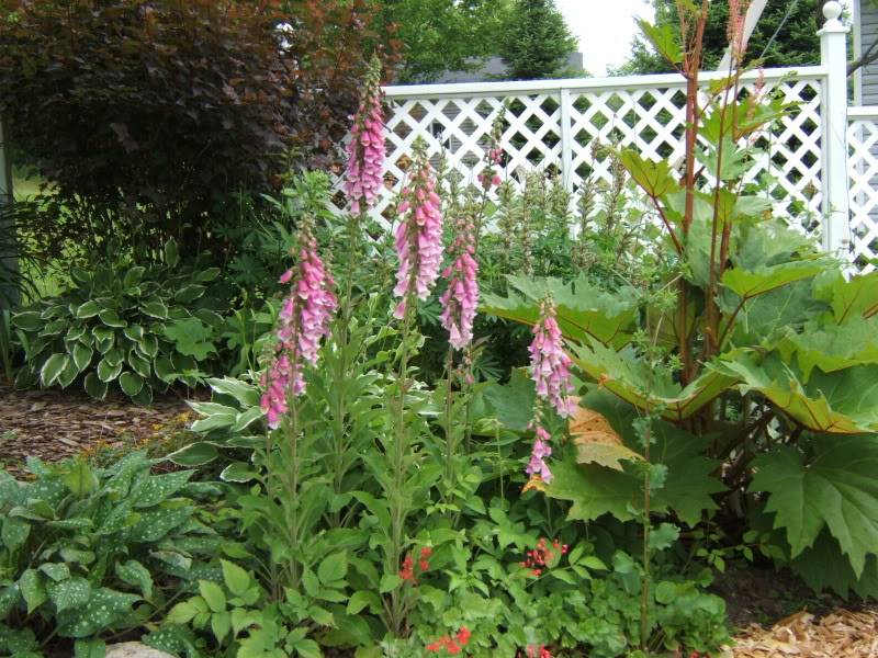 Digitalis-digitale Digitale-rhubarbe