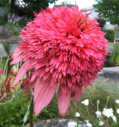 échinacea 19et2007069