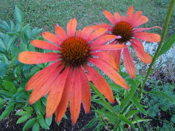 échinacea 2607033