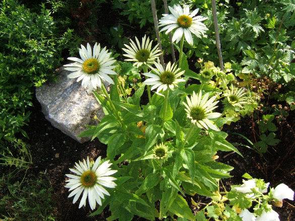 échinacea Juillet2006048