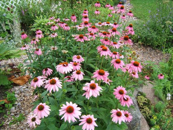 échinacea Juillet2006magnus