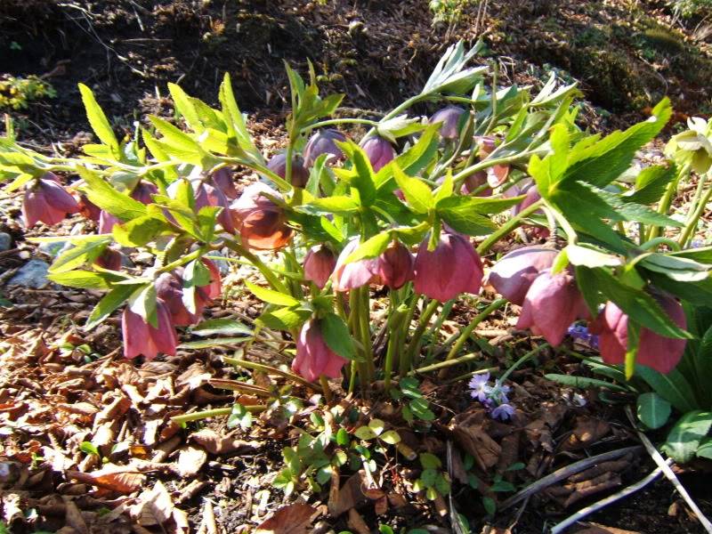 Helleborus: Hellebore 120510001