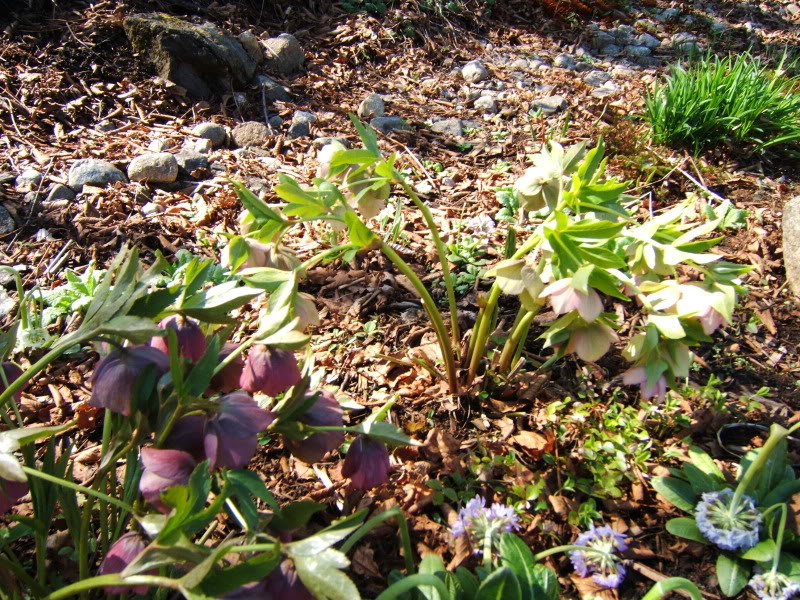 Helleborus: Hellebore 120510003