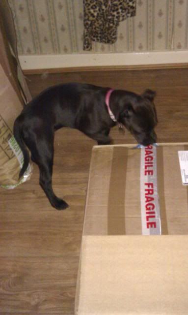 Lana "helping" me unpack... IMAG0060