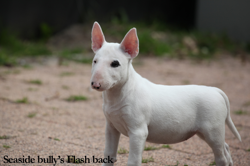 Seaside bully's (pups) in de tuin Flash6